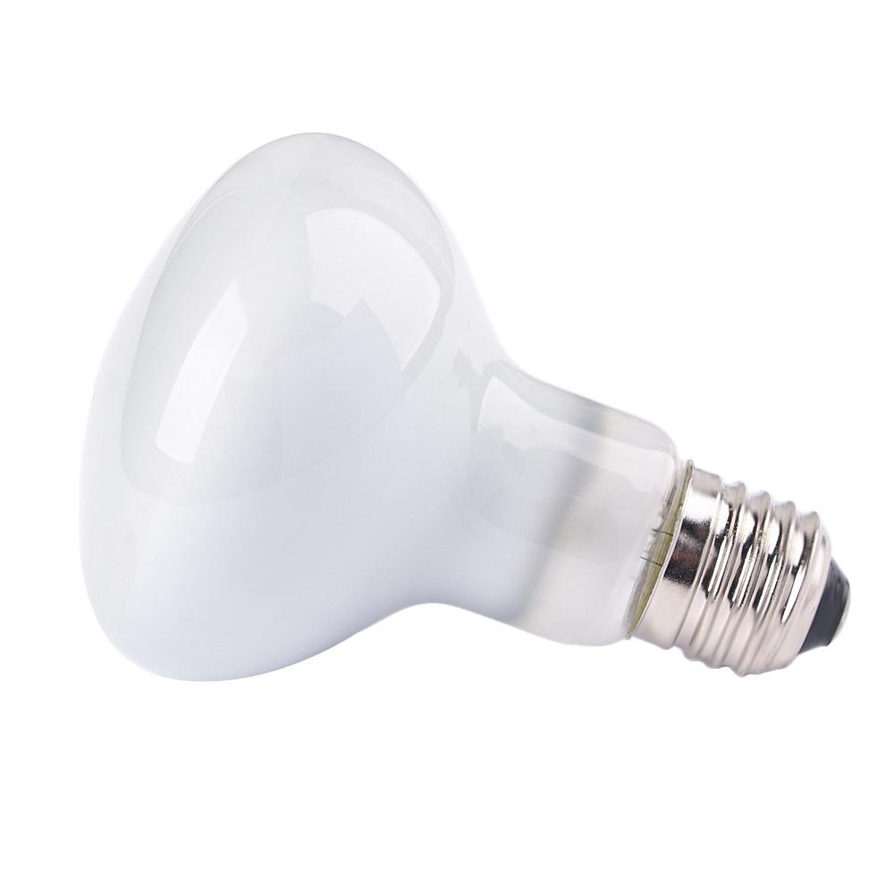 Basking Bulb Halogen - Contrôleur de température pour amphibiens, ampoule