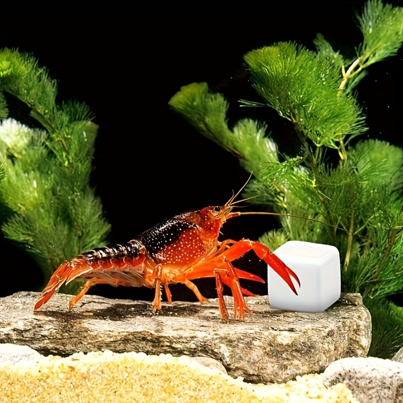 Calcium Powder Reptile - 6 Blocs de Calcium pour Aquarium,