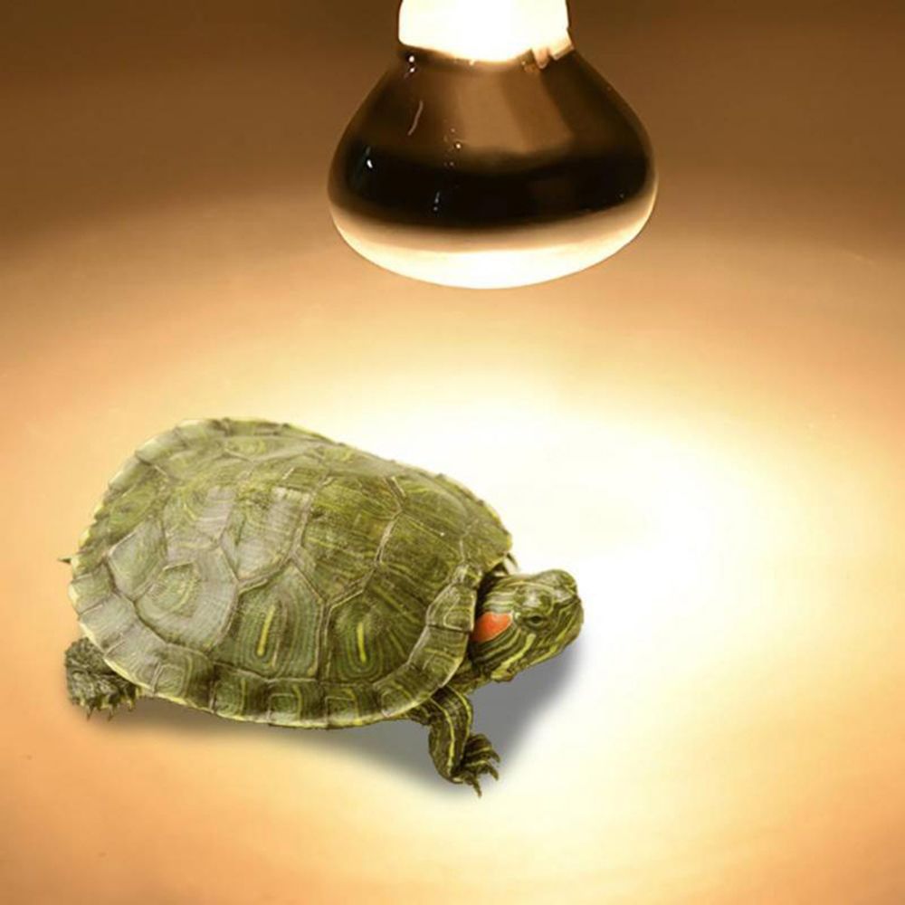 Lampe chauffante pour tortues, - Basking Bulb Halogen avis et prix